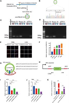 CircPIK3C2A Facilitates the Progression of Glioblastoma via Targeting miR-877-5p/FOXM1 Axis